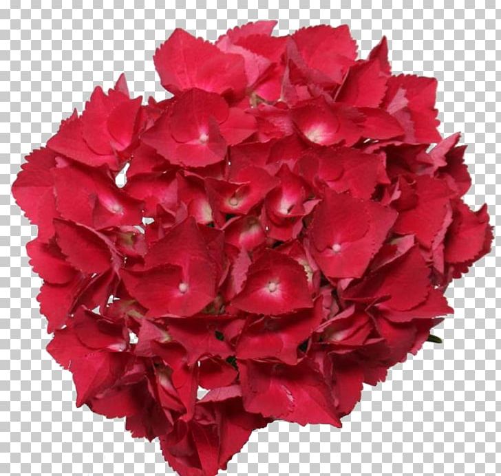 Hydrangea Cut Flowers Color Cheerleading PNG, Clipart, Carnation, Cheerleading, Color, Cornales, Cut Flowers Free PNG Download