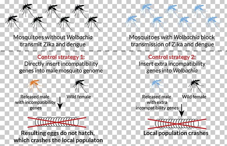 Mosquito Genetic Engineering Science Technology PNG, Clipart, Animal, California, Diagram, Engineering, Genetically Modified Organism Free PNG Download