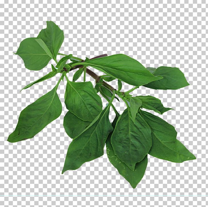 Basil Thai Cuisine Leaf Herb Plant Stem PNG, Clipart, Basil, Cannabis, Description, Download, Herb Free PNG Download