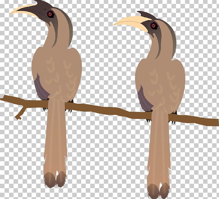 Beak Bird Indian Grey Hornbill Malabar Grey Hornbill African Grey Hornbill PNG, Clipart, African Grey Hornbill, Animals, Beak, Bird, Black Francolin Free PNG Download
