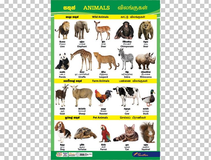 Dog Sri Lanka Cat Animal Chart PNG, Clipart, Animal, Animalassisted Therapy, Animal Figure, Animals, Breed Free PNG Download