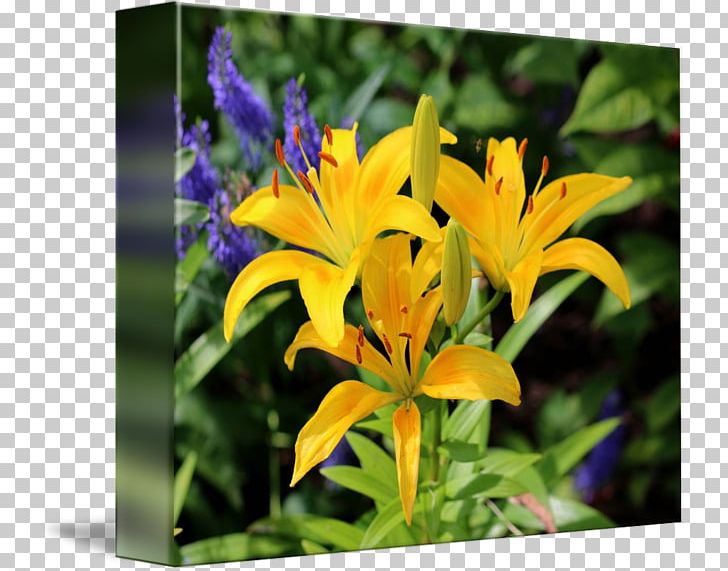 Flower Daylily Liliaceae Plant Lilium PNG, Clipart, Daylily, Family, Flora, Flower, Flowering Plant Free PNG Download