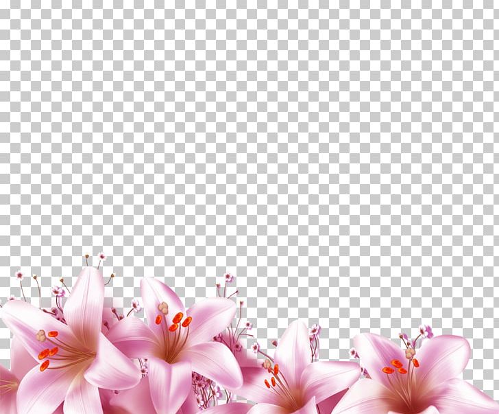 Flower PNG, Clipart, Blossom, Calla Lily, Computer Wallpaper, Designer, Download Free PNG Download