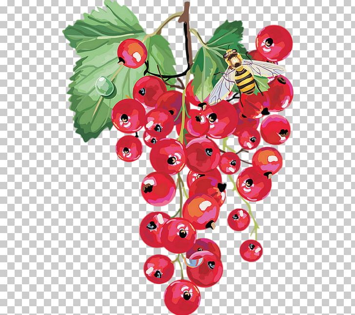 Redcurrant Berry Fruit PNG, Clipart, Auglis, Berry, Bilberry, Blackcurrant, Branch Free PNG Download