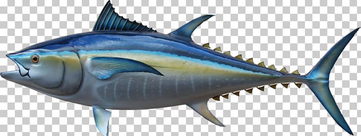 Thunnus Swordfish Mackerel Oily Fish Milkfish PNG, Clipart, Animal, Animal Figure, Billfish, Biology, Bonito Free PNG Download