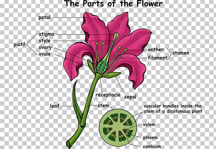 Flowering Plant Super Anatomy Cut Flowers PNG, Clipart, Anatomy, Biology, Botany, Cut Flowers, Education Free PNG Download