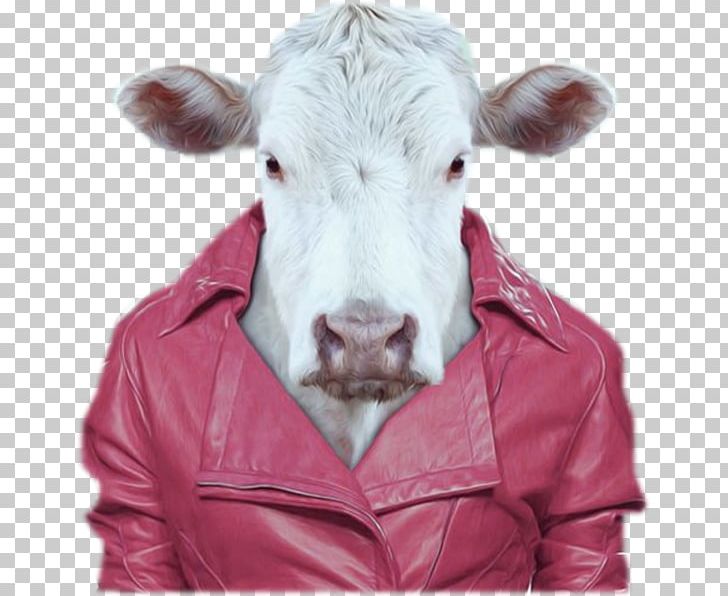 Zoo Portraits 2018: SLIM NOTES Taurus Cattle Portrait Photography PNG, Clipart, Art, Artist, Art Print, Calf, Cattle Free PNG Download