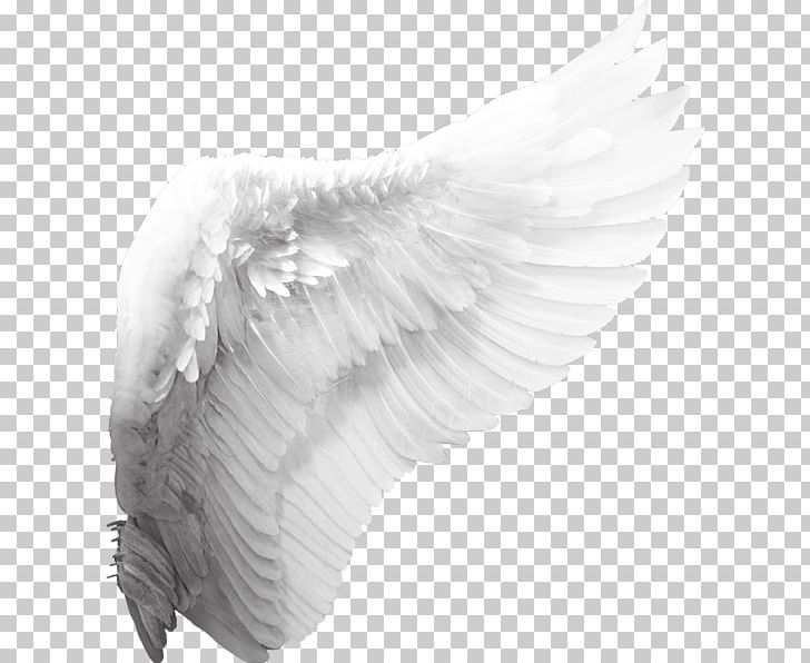 Cherub Angel Wing PNG, Clipart, Angel, Angel Wing, Angel Wings, Art Angel, Black And White Free PNG Download