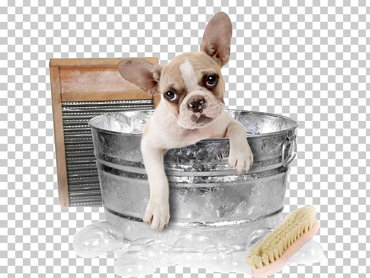 Chihuahua Pomeranian Cat Dog Grooming Pet PNG, Clipart, Animal, Bath, Bathing, Breed, Bucket Free PNG Download