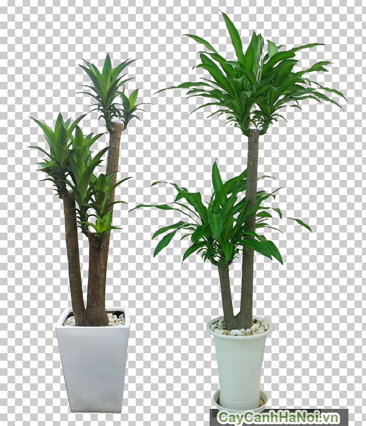Hanoi Ornamental Plant Tree Arecaceae Light PNG, Clipart, Apartment, Arecaceae, Arecales, Cay, Chinese Evergreen Free PNG Download