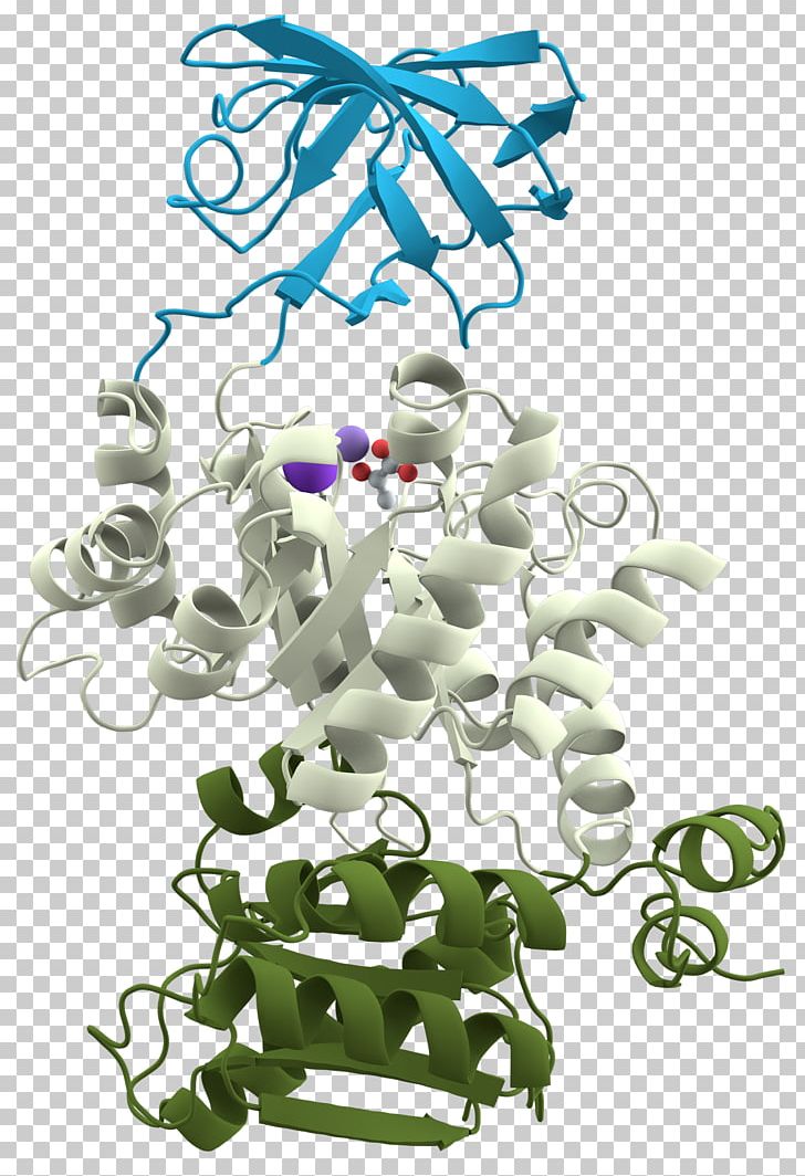 Protein Domain Protein Structure Pyruvate Kinase Protein Tertiary Structure PNG, Clipart, Area, Branch, Enzyme, Flower, Flower Arranging Free PNG Download