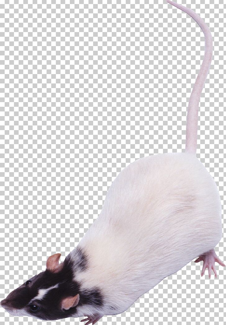 Rat Computer Mouse PhotoScape PNG, Clipart, Animals, Cat, Computer Mouse, Download, Fauna Free PNG Download