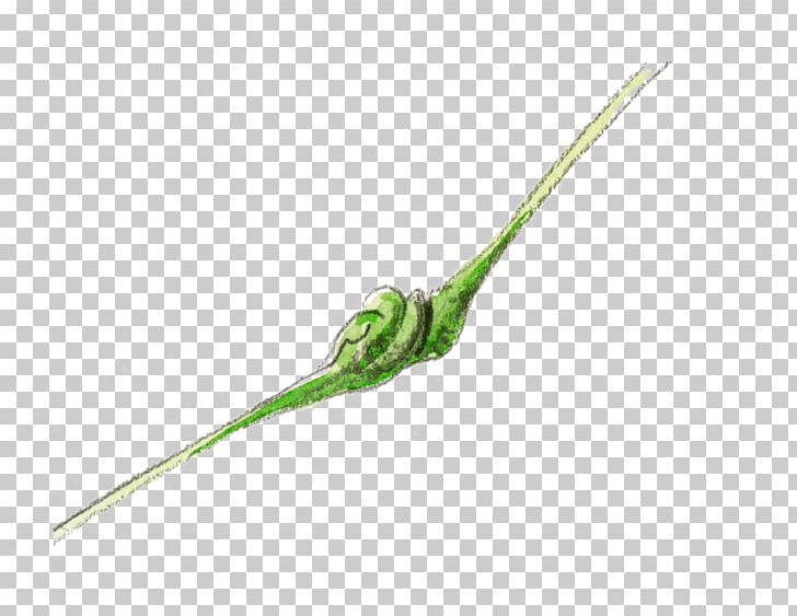 Petiole Leaf Gall Plant Stem Pemphigus Spyrothecae PNG, Clipart, Aphid, Biological Life Cycle, Cottonwood, Disease, Flower Free PNG Download