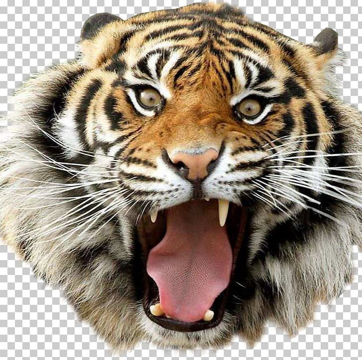 Portable Network Graphics Desktop Bengal Tiger Golden Tiger PNG, Clipart, Animals, Bengal Tiger, Big Cats, Carnivoran, Cat Free PNG Download