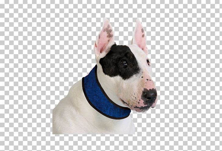 Dobermann Dog Collar Leash Pet PNG, Clipart, Animals, Blue, Blue Collar Worker, Bull And Terrier, Bull Terrier Free PNG Download