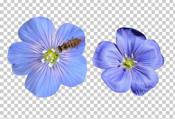 Insect Bee Flax Flower PNG, Clipart, Bees Vector, Blue, Flaxseed, Flaxseed Flowers, Flaxseed Vector Free PNG Download