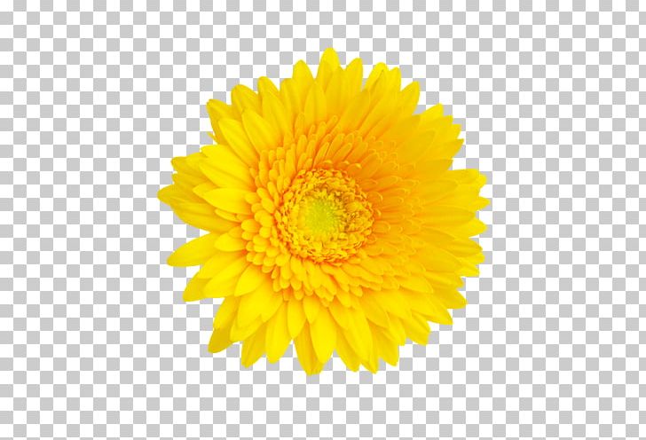Dandelion Transvaal Daisy Flower Stock Photography Common Daisy PNG, Clipart, Annual Plant, Blue, Calendula, Chrysanths, Common Daisy Free PNG Download