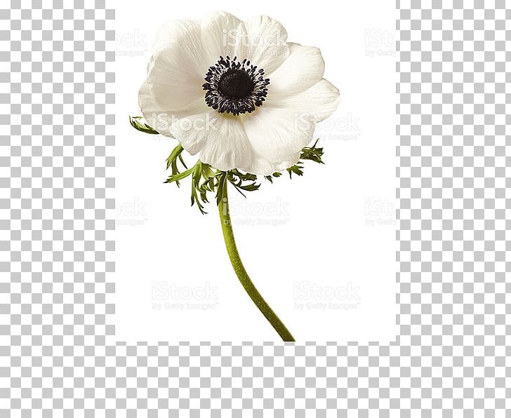 Flower Bouquet Wood Anemone Stock Photography PNG, Clipart, Anemone, Artificial Flower, Cut Flowers, Flower, Flower Bouquet Free PNG Download