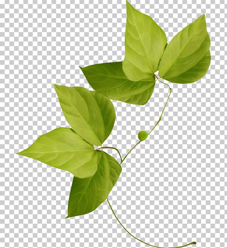 Leaf Plant Flower Variegation PNG, Clipart, Art Green, Background Green, Branch, Clip Art, Decoration Free PNG Download