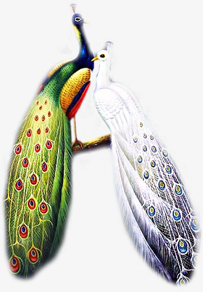 Peacock PNG, Clipart, Animals, Animals Birds, Birds, Peacock, Peacock Clipart Free PNG Download