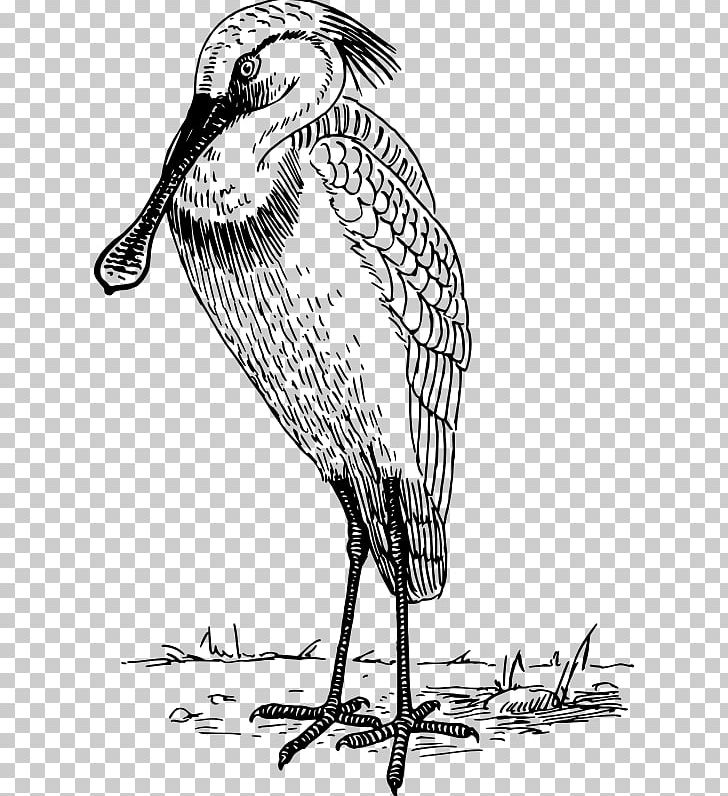 Drawing Spoonbill Poster Line Art PNG, Clipart, Art, Artwork, Beak, Bird, Black And White Free PNG Download