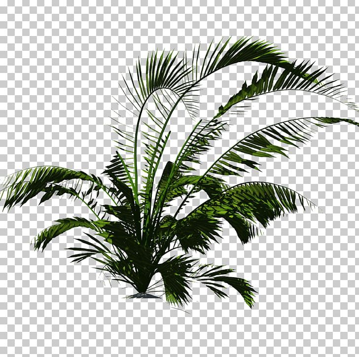 Plant Arecaceae Tropical Vegetation Tropics PNG, Clipart, Arecaceae, Arecales, Attalea Speciosa, Borassus Flabellifer, Coconut Free PNG Download