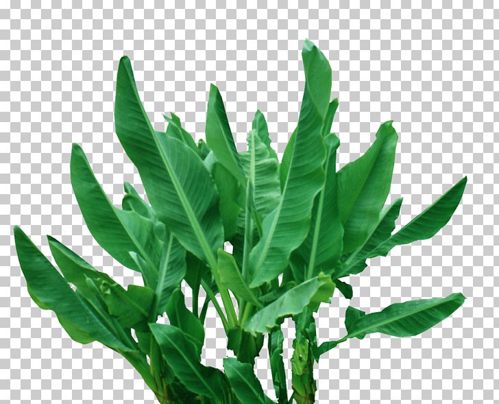 Plant Leaf Musa Basjoo Tropics Banana PNG, Clipart, Banana, Banana Leaf, Christma, Environmental, Environmental Protection Free PNG Download