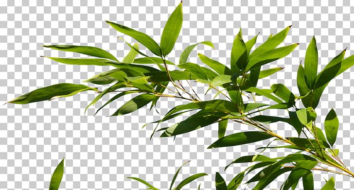 Branch Tree Plant Bamboo PNG, Clipart, Artlantis, Bamboo, Branch, Desktop Wallpaper, Download Free PNG Download