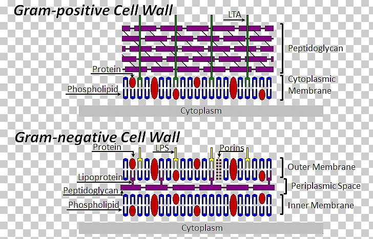 Cell Wall Bacterial Cell Structure Gram-negative Bacteria Gram-positive Bacteria PNG, Clipart, Bacteria, Bacterial Cell Structure, Biological Membrane, Brand, Cell Free PNG Download