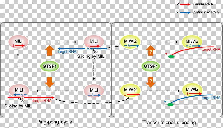 Germ Cell Piwi-interacting RNA Genome Blood Cell PNG, Clipart, Bloo, Cell, Computer Program, Logo, Material Free PNG Download