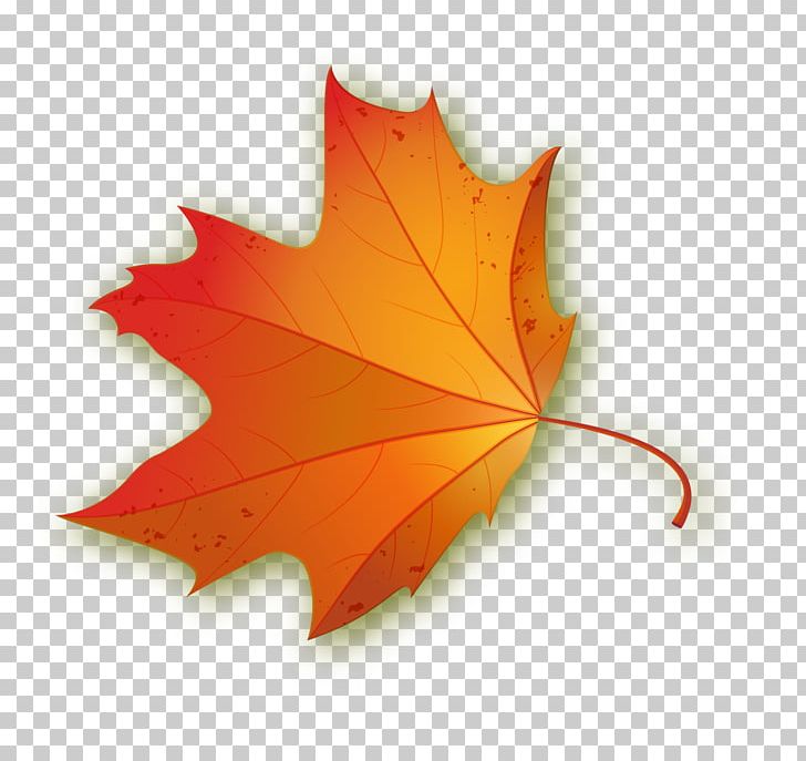 Maple Leaf PNG, Clipart, Autumn Leaves, Banner, Decorative, Decorative Pattern, Dig Free PNG Download