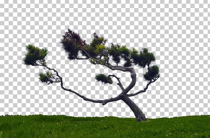 Pinus Contorta Tree PNG, Clipart, Branch, Conifer, Conifers, Graphic Artist, Grass Free PNG Download