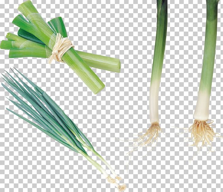 Allium Fistulosum Onion Garlic Leek Vegetable PNG, Clipart, Allium Fistulosum, Commodity, Garlic, Grass, Grass Family Free PNG Download
