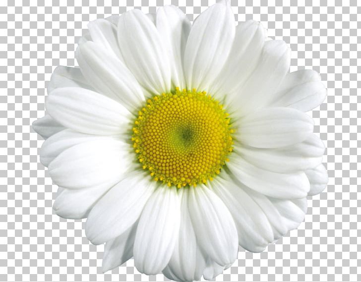 Common Daisy Chamomile Flower PNG, Clipart, Annual Plant, Camomile, Chamaemelum Nobile, Chamomile, Chrysanthemum Free PNG Download