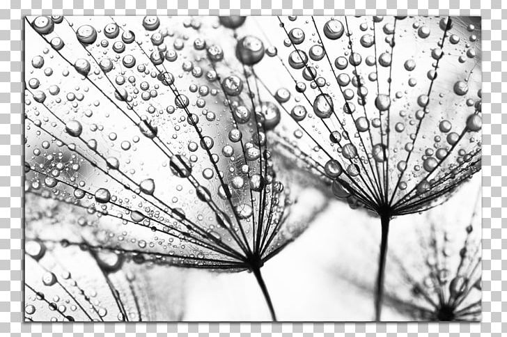 Common Dandelion Fototapeta Seed Flower Dew PNG, Clipart, Allegro, Black And White, Closeup, Common Dandelion, Dandelion Free PNG Download