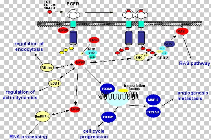 Epidermal Growth Factor Receptor Kinase Enzyme Substrate PNG, Clipart, Angle, Area, Cell Signaling, Circle, Diagram Free PNG Download