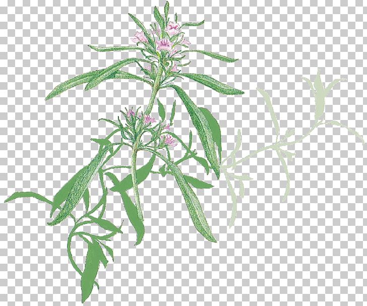Favourite Herbs Summer Savory Plant Stem PNG, Clipart, Favourite Herbs, Flower, Food Drinks, Grass, Herb Free PNG Download