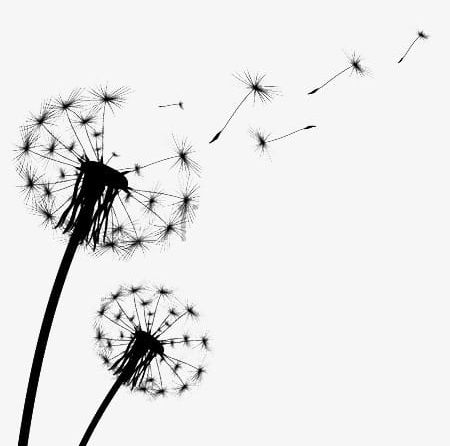 Fly Away Dandelion PNG, Clipart, Away Clipart, Dandelion, Dandelion Clipart, Delicate, Development Free PNG Download