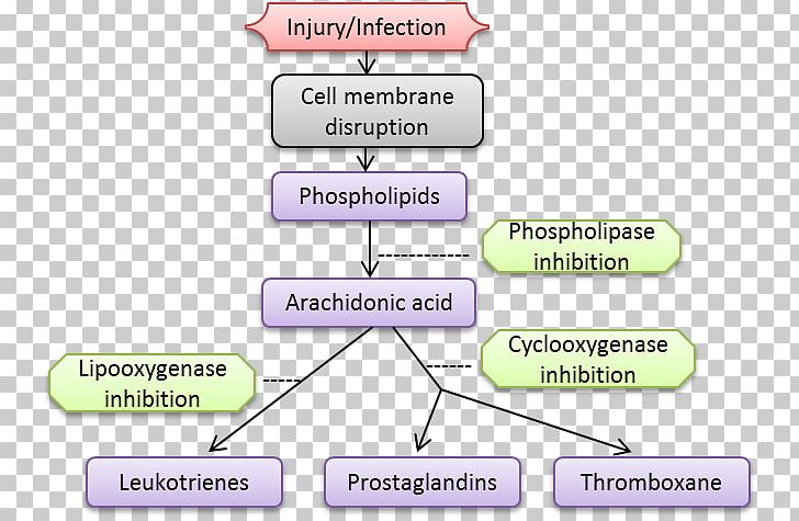 Inflammation Pyelonephritis Methylprednisolone Autoimmunity Stomatitis PNG, Clipart, Abscess, Angle, Arachidonic Acid, Area, Autoimmune Disease Free PNG Download