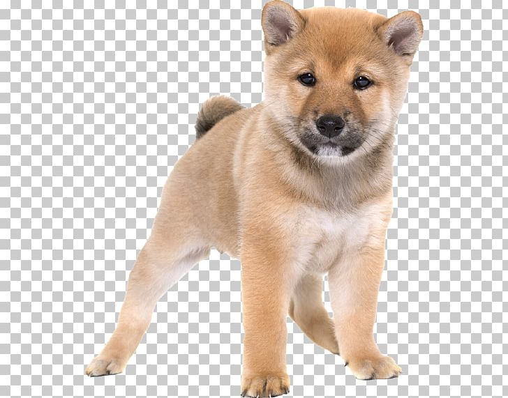 Shiba Inu Akita Finnish Spitz Korean Jindo Hokkaido Dog PNG, Clipart, Akita, Akita Inu, Ancient Dog Breeds, Carnivoran, Companion Dog Free PNG Download