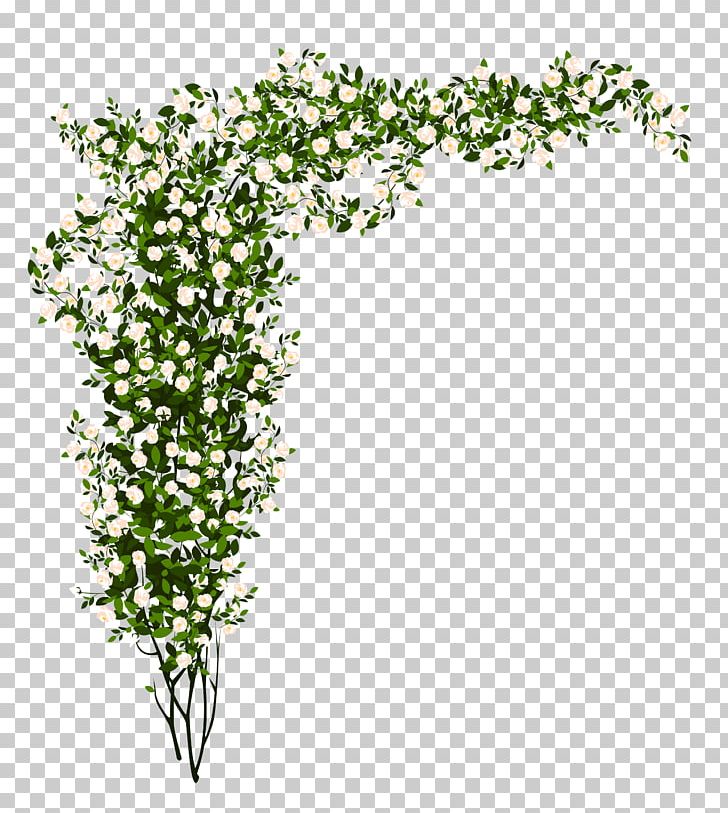 Shrub Rose Tree PNG, Clipart, Art Green, Branch, Clip Art, Drawing, Floral Design Free PNG Download