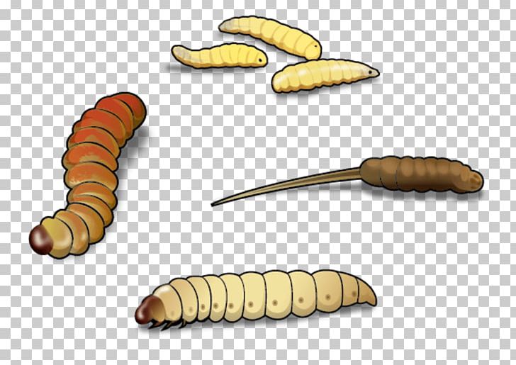 Waxworm Mealworm PNG, Clipart, Bait, Beetle, Darkling Beetle, Fish, Fishing Free PNG Download