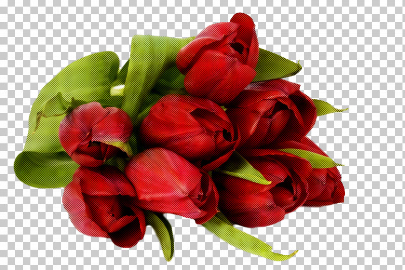 Spring PNG, Clipart, Bouquet, Bud, Cut Flowers, Floribunda, Flower Free PNG Download