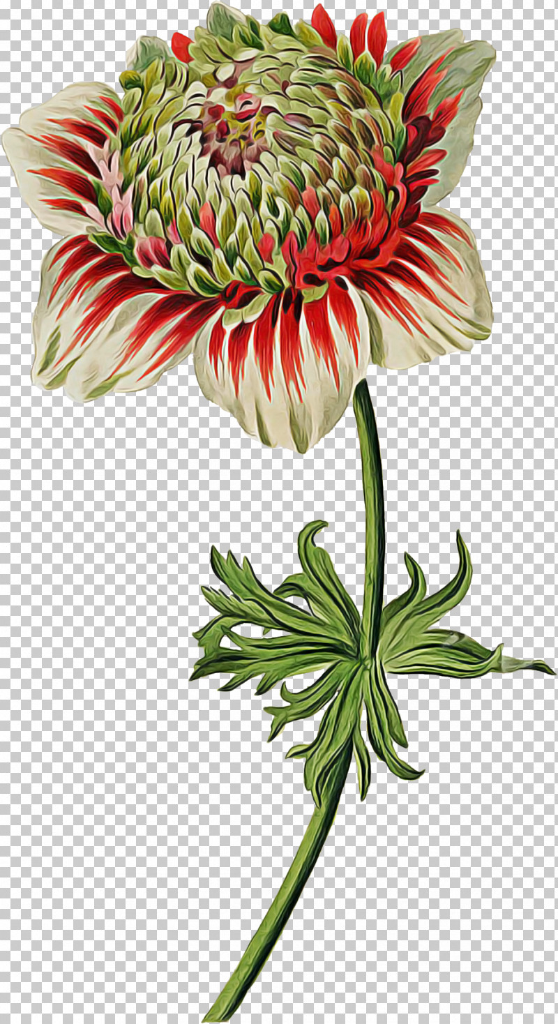Flower Plant Protea Petal Cut Flowers PNG, Clipart, Anemone, Cut Flowers, Flower, Petal, Plant Free PNG Download