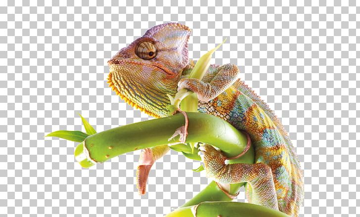 Chameleons Iguanas PNG, Clipart, Chameleon, Chameleons, Iguania, Lizard, Organism Free PNG Download