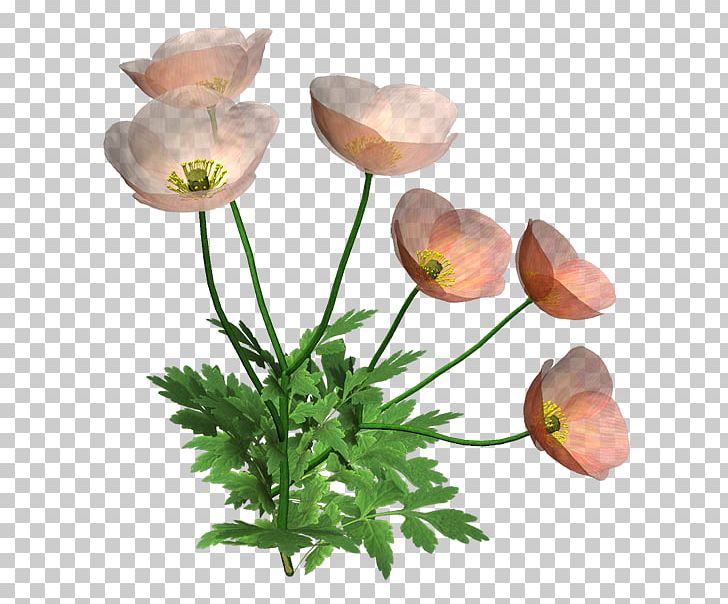 Cut Flowers Flower Bouquet PNG, Clipart, Anemone, Author, Bud, Common Daisy, Cut Flowers Free PNG Download