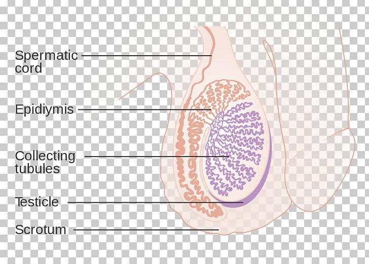 Undescended Testicle Spermatic Cord Hydrocele Testicular Cancer PNG, Clipart, Abdomen, Abdominal Wall, Angle, Boreoeutheria, Diagram Free PNG Download