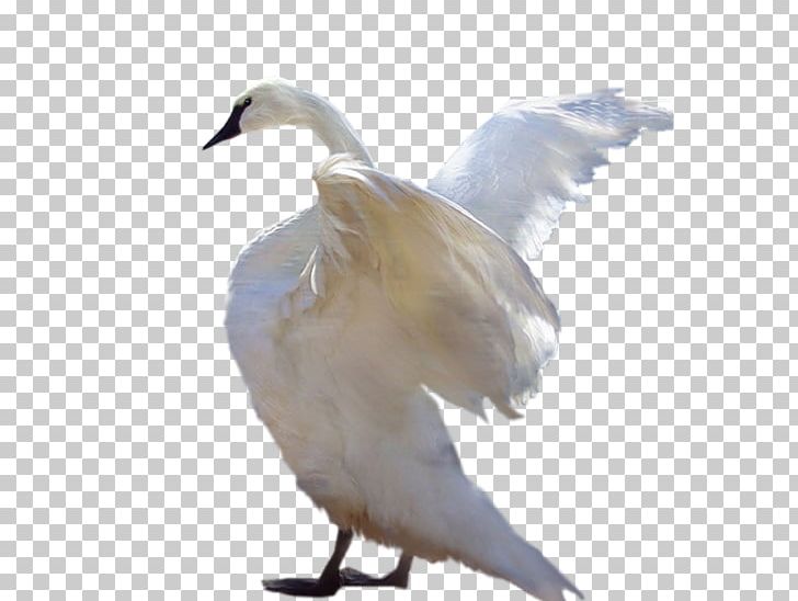 Cygnini Bird White Swan Duck PNG, Clipart, Animal, Animals, Beak, Bird, Cygnini Free PNG Download