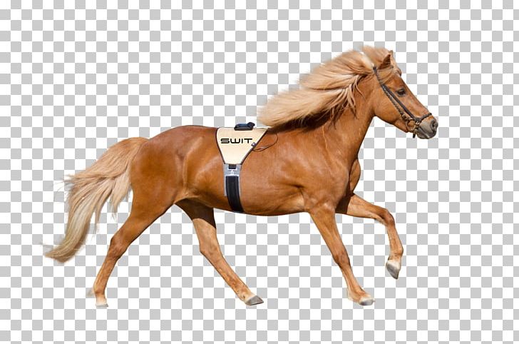 Foal Stallion Mustang Colt Pony PNG, Clipart, Animal Figure, Bit, Bridle, Budynek Inwentarski, Colt Free PNG Download