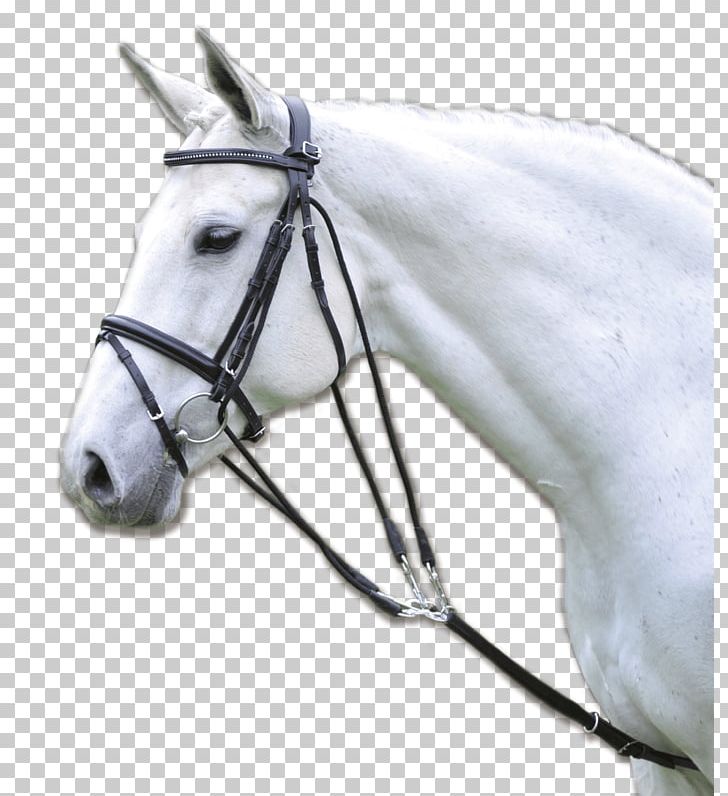 Horse Rein Gogue Chambon Longeing PNG, Clipart, Animals, Bridle, Chambon, Diver, Equestrian Free PNG Download